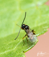 Braconid wasp  - unidentified sp. (Subfamily Aphidiinae)