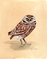 Watercolor and Gouache, Burrowing Owl