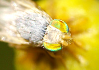 Fruit fly - Trupanea sp.