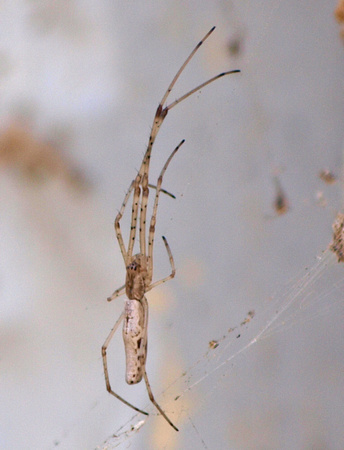 Long-jawed orbweaver - Tetragnatha versicolor