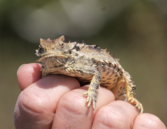 Blainville's Horned Lizard - Phrynosoma blainvillii