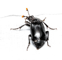 Black burying beetle - nicrophorus nigrita