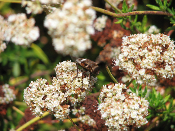 California buckwheat - Eriogonum fasciculatum foliolosum