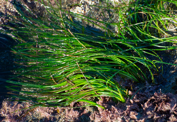 Surf Grass  - Phyllospadix torreyi