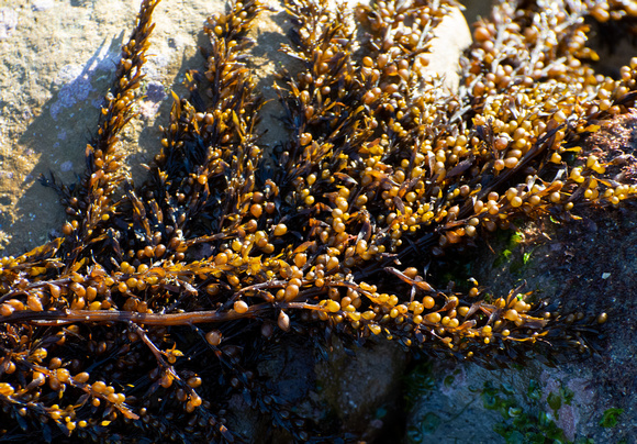 Japanese Wireweed - Sargassum muticum