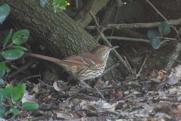 Brown Thrasher - Toxostoma rufum