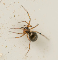 Spider - Unidentified sp. (Family Theridiidae)