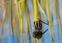 Wilson's Snipe - Gallinago delicata