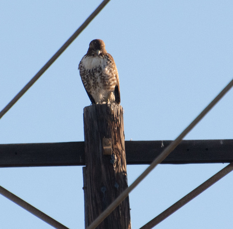 Red-tailed Hawk - Buteo jamaicensis