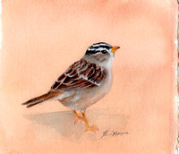 White Crowned Sparrow - Zonotrichia leucophyrs in watercolor and gouache