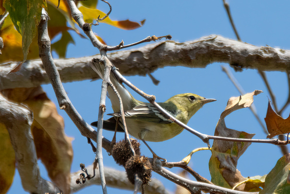 Blackpoll Warbler - Setophaga striata