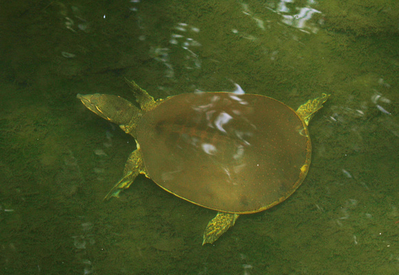 Softshelled turtle - Apalone sp.