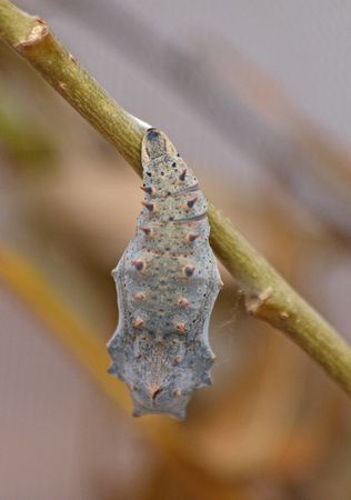 Mourning cloak - Nymphalis antiopa