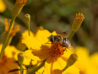 Drone fly - Eristalis or Palpada sp.?