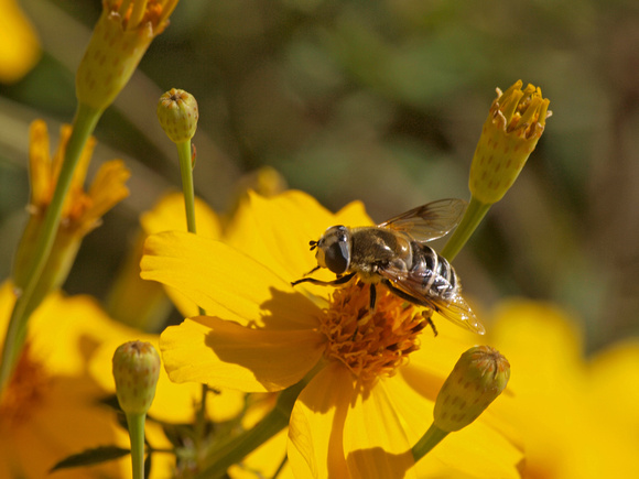Drone fly - Eristalis or Palpada sp.?