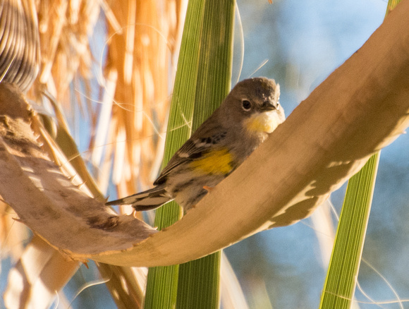 Yellow-rumped Warbler - Setophaga coronata