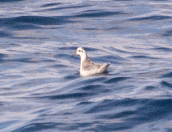 Red Phalarope - Phalaropus fulicarius