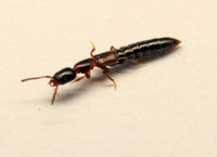 Rove beetle - Unidentified sp.