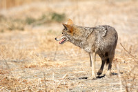 Coyote - Canis latrans