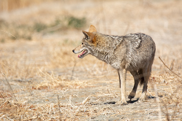 Coyote - Canis latrans