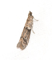 Dusky raisin moth  - Ephestiodes gilvescentella