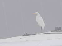 Snowy Egret - Egretta thula in the morning fog