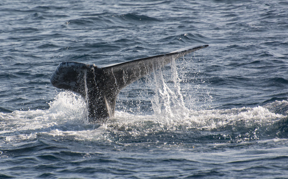 Gray whale - Eschrichtius robustus