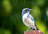 California Scrub Jay - Aphelocoma californica