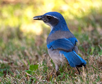 California Scrub Jay - Aphelocoma californica