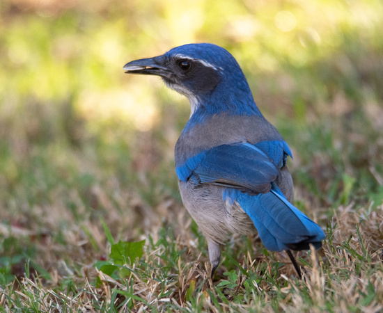 California Scrub Jay - Aphelocoma californica