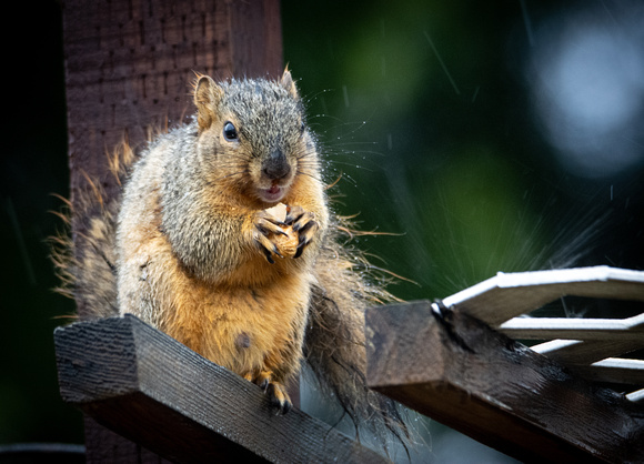 Eastern fox squirrel  - Sciurus niger