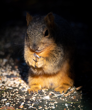 Eastern fox squirrel  - Sciurus niger