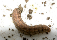 Granulate cutworm - Feltia subterranea