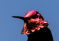 Anna's Hummingbird - Calypte anna