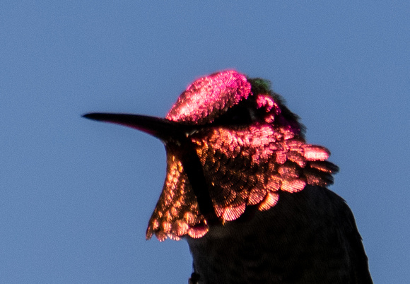 Anna's Hummingbird - Calypte anna