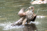 Cooper's Hawk - Accipiter cooperii