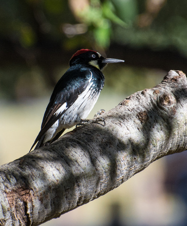 Acorn Woodpecker - Melanerpes formicivorus