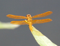 Mexican amberwing - Perithemis intensa
