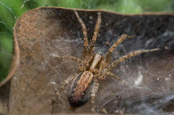 Corner spider - Hololena sp.