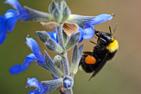 California bumble bee - Bombus californicus