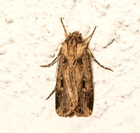 Subterranean Dart (Granulate cutworm) - Feltia subterranea