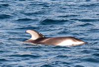 Pacific white-sided dolphin- Lagenorhynchus obliquidens