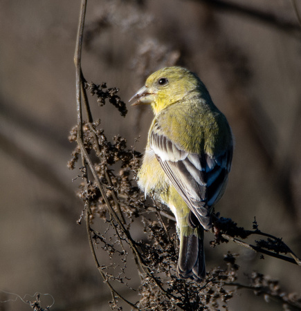 Lesser Goldfinch - Carduelis psaltria