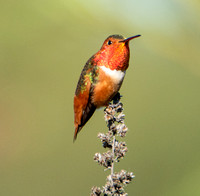 Allen's Hummingbird - Selasphorus sasin