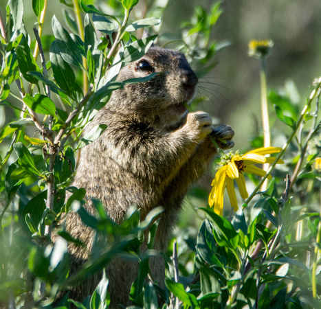 California ground squirrel - Otospermophilus beecheyi