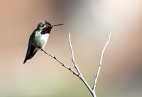 Anna's Hummingbird - Calypte anna