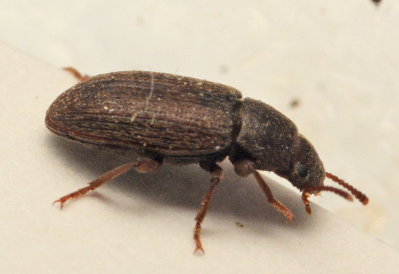 Darklng beetle - Blapstinus histricus