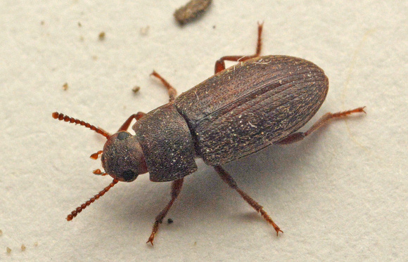 Darklng beetle - Blapstinus histricus