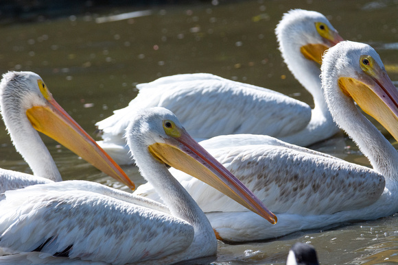 American White Pelican - Pelecanus erythrorhynchos