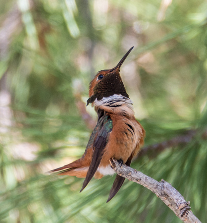 Allen's Hummingbird - Selasphorus sasin